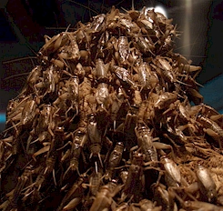 A pile of crickets.